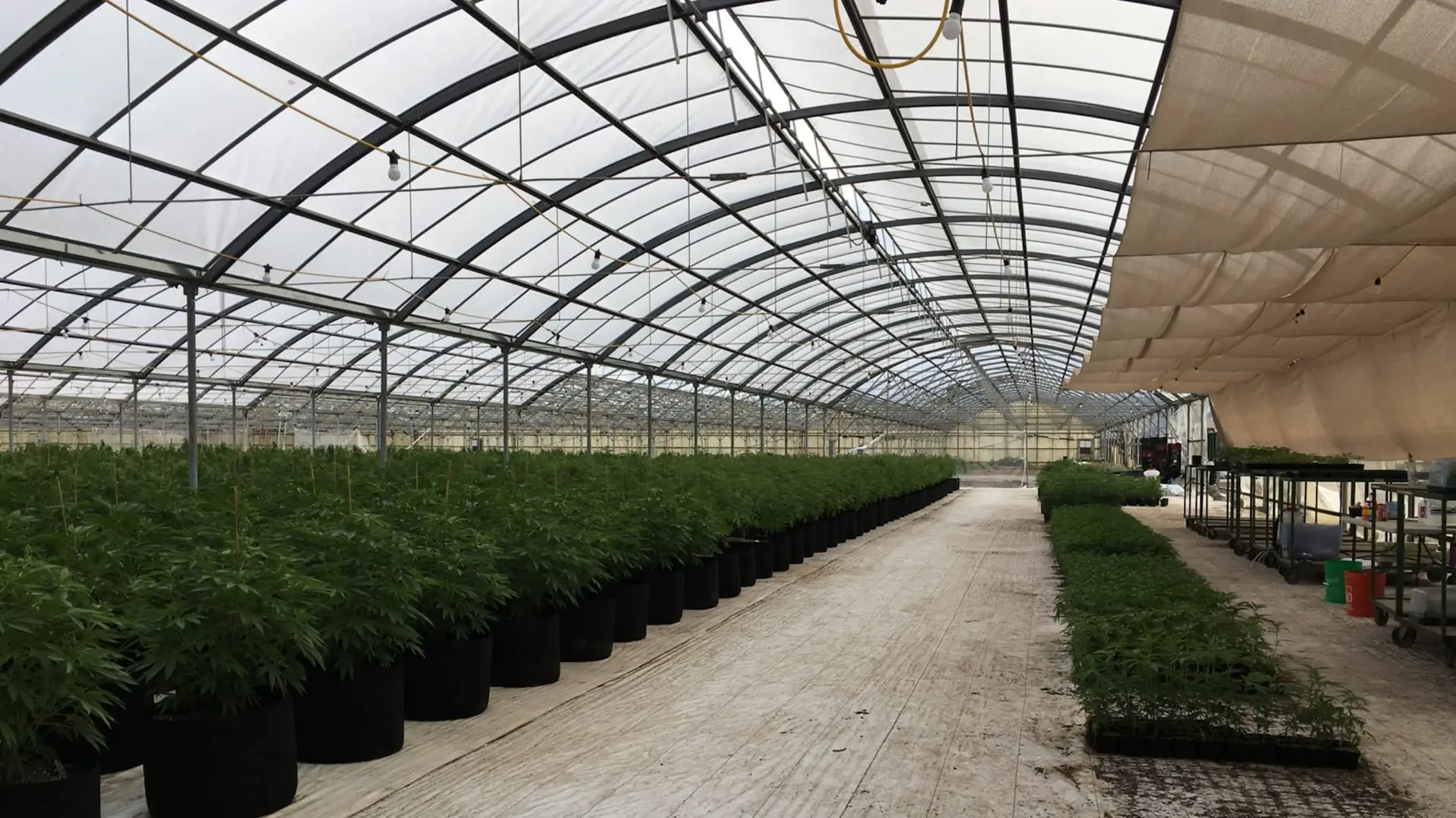 Cannabis Dispensary